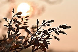 amelanchier,树,鲜花