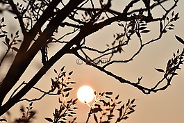 amelanchier,树,鲜花