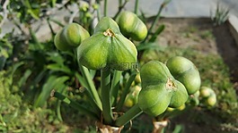 食品,性質(zhì),水果