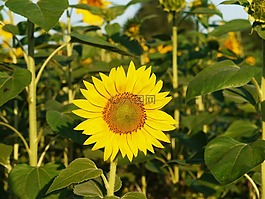 太陽花,開花,從前面