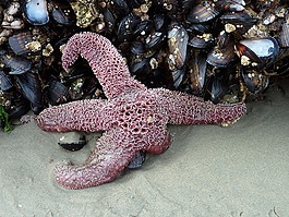 海星,贻贝,海滩
