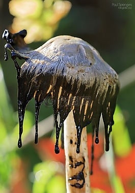 蘑菇,林,性質(zhì)