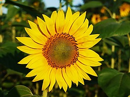 太陽花,開花,字段