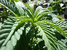 大麻,綠色,植物