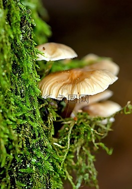 蘑菇,林,性質(zhì)
