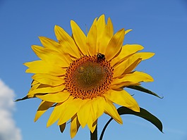 太陽花,開花,從前面