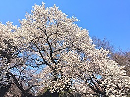 櫻花,春,日本