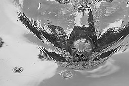 羅貝,海獅,密封