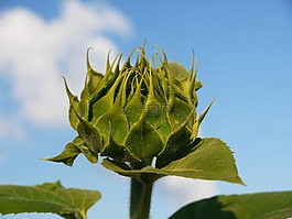 太陽(yáng)花,芽,從側(cè)面