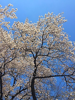 櫻花,春,日本