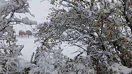 布什,雪,擦除