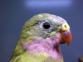 公主鸚鵡,鳥,自然