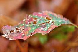 秋季,葉子,顏色