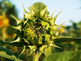 太陽花,芽,從前面