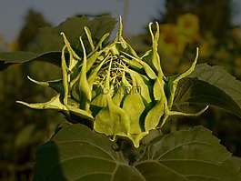 太陽花,芽,從上面