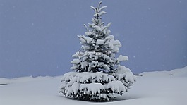 coldsnap,圣誕樹,阿爾高