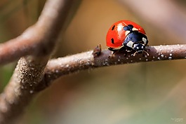 瓢蟲,宏,bug