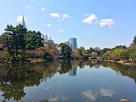 櫻花,春,日本