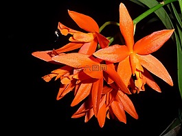 蘭花,花,蚊子