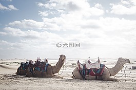 骆驼,动物,沙漠