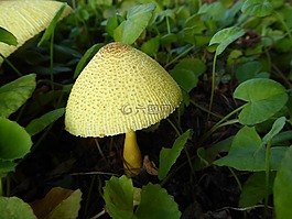 真菌,黃色,蘑菇