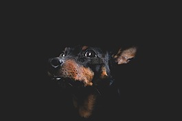 狗,猎犬,肖像
