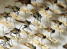 蚊子,昆虫学,bug