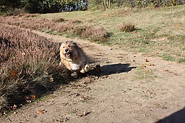 競賽,小獵犬,狗