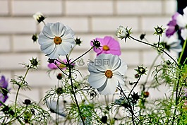 cosmea,花,宇宙bipinnatu