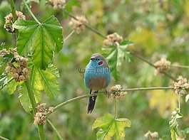 鳥,埃塞俄比亞,藍(lán)色