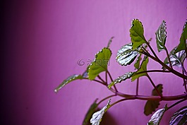 植物,葉,綠色