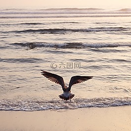海,海洋,水