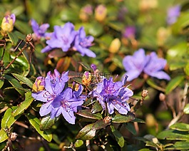 杜鵑,鮮花,關閉