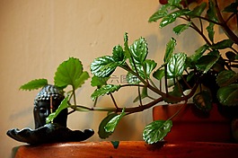 植物,葉,綠色