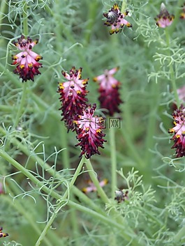 野花,春,雜草