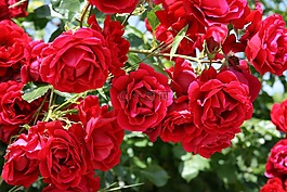 玫瑰,花,植物區(qū)系