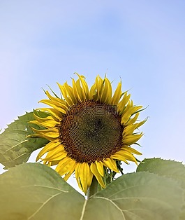 向日葵,夏天,花