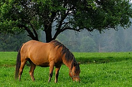 這匹馬,性質(zhì),bieszczady