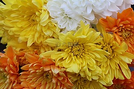 花,自然,植物區(qū)系