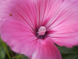 花,花園,粉色
