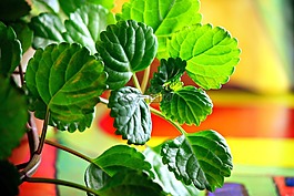 植物,葉,綠色