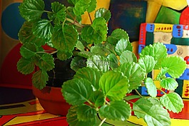 植物,葉,綠色