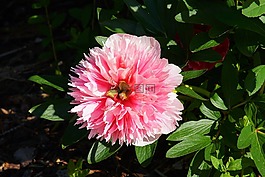花,開花,牡丹