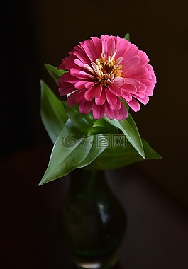 粉紅色的花,單花,開花