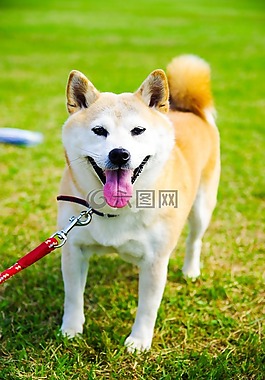 狗,動(dòng)物,柴犬