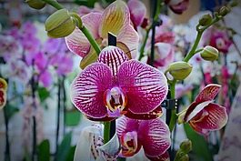 蘭花,花,開花