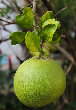 泰柚,水果,柚
