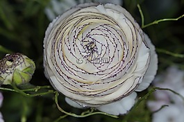 毛茛屬植物,關(guān)閉,開花