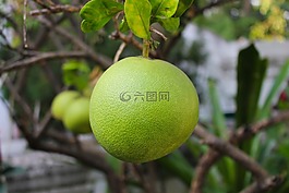 柚,水果,柑橘