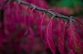 葉,干,植物